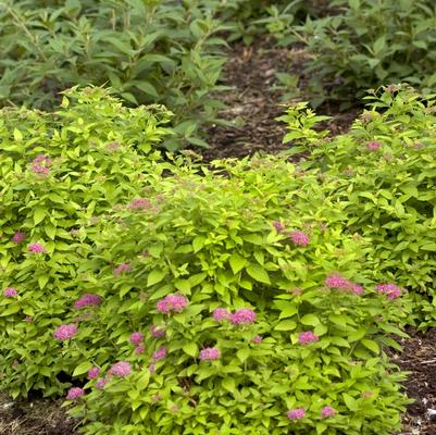 Spiraea jap. Double Play® Double Play® Gold