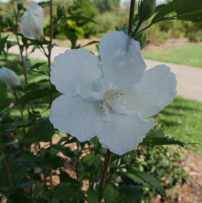 Hibiscus syriacus White Pillar®