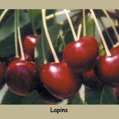 Prunus X Lapins