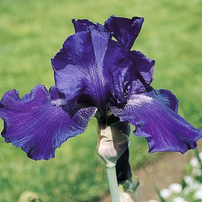 Iris germanica 'Dashing'