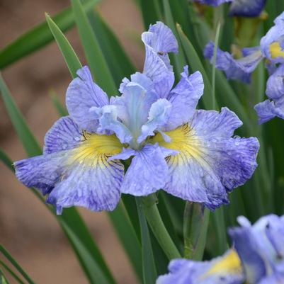 Iris sibirica 'Cape Cod Boys'