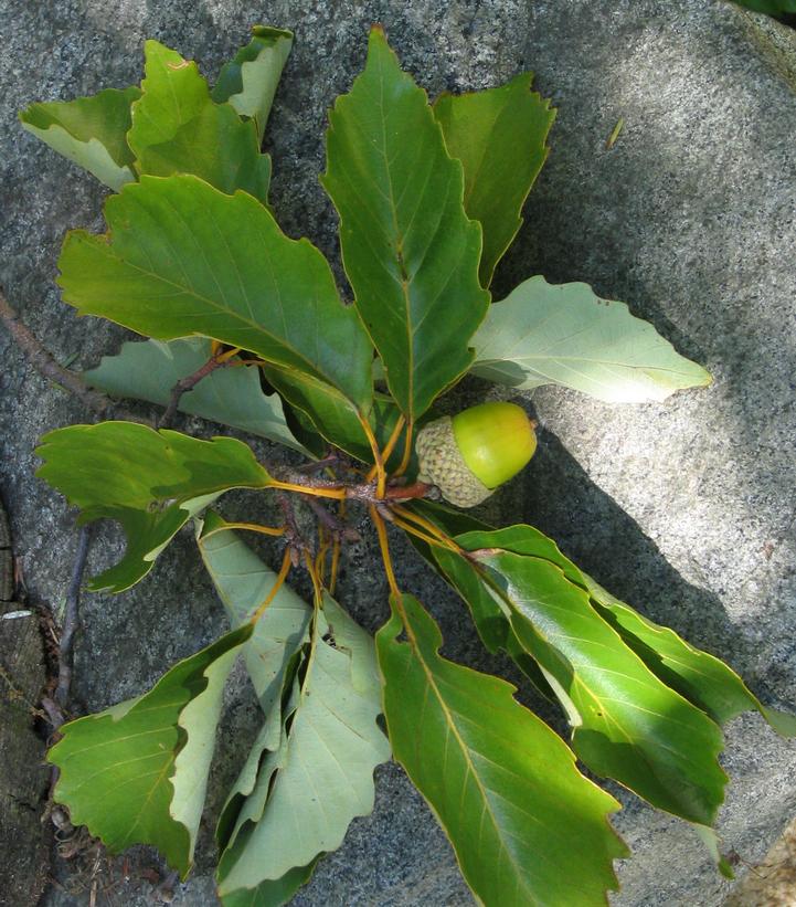 Quercus prinus 