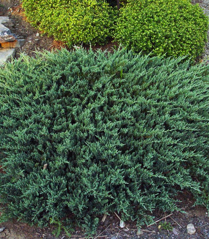 Juniperus horizontalis ''Blue Chip'' - Blue Chip Creeping Juniper from Prides Corner Farms
