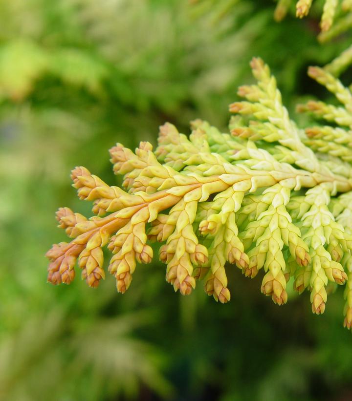 Chamaecyparis obtusa ''Fernspray Gold'' - Fernspray Gold False Cypress from Prides Corner Farms
