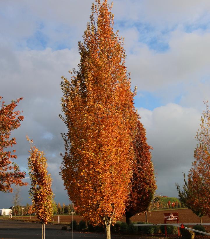 Acer rubrum 'Armstrong Gold®' - Armstrong Gold® Red Maple from Prides Corner Farms