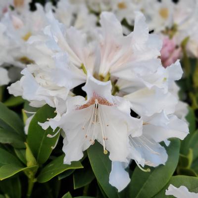 Rhododendron cat. Cunningham's White