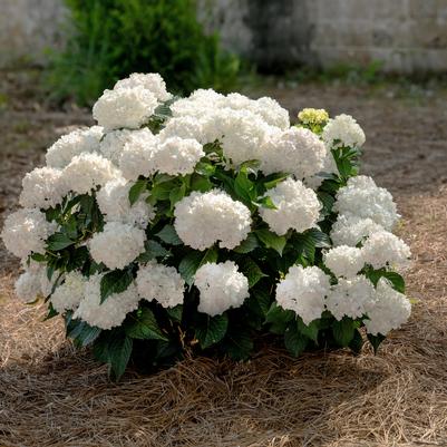 Hydrangea macrophylla Endless Summer® Dreamcloud®
