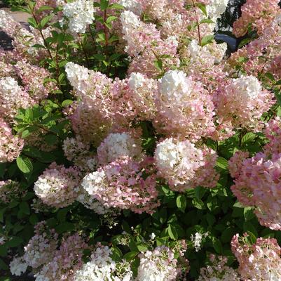 Hydrangea paniculata Strawberry Sundae®