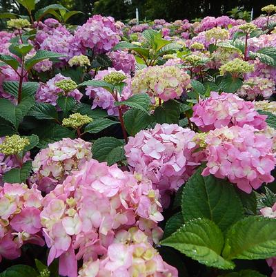 Hydrangea macrophylla Endless Summer® Bloomstruck®