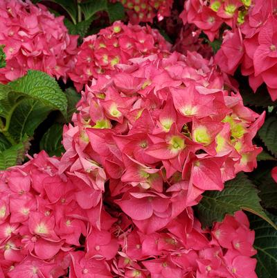 Hydrangea macrophylla Endless Summer® Summer Crush®