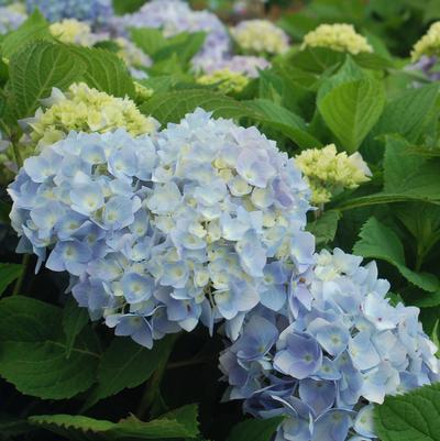 Hydrangea mac. Endless Summer® Collection Endless Summer® The Original