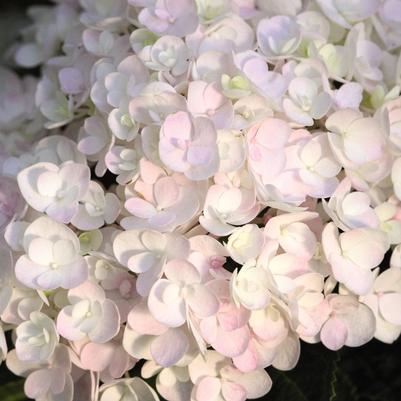 Hydrangea macrophylla Endless Summer® Blushing Bride®