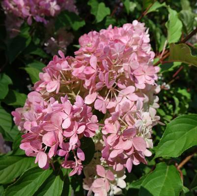 Hydrangea paniculata Vanilla Strawberry™