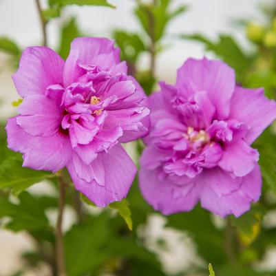Hibiscus syriacus French Cabaret™ Purple