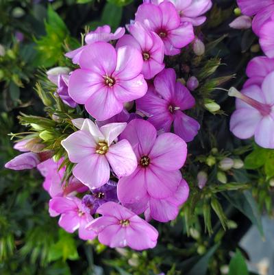 Phlox Volcano® Plum with White Eye