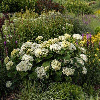 Hydrangea arborescens FlowerFull®