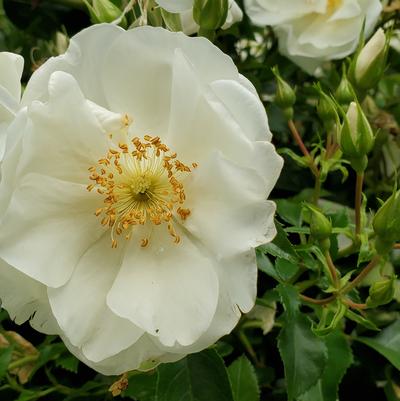 Rosa 'White Dawn'