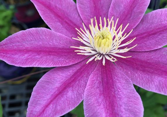 May-June Clematis