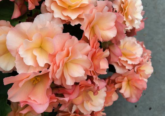 May-June Begonia