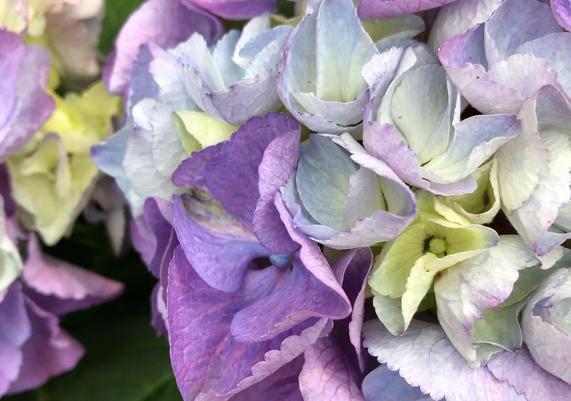 May-June Hydrangea
