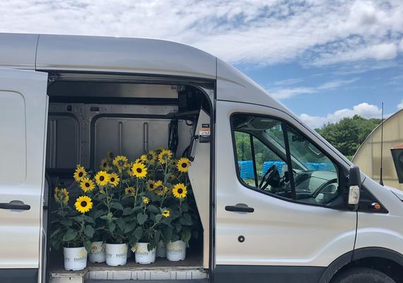 May-June Sunflower