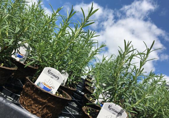 May-June Rosemary