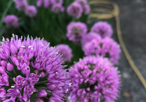 July-August Allium
