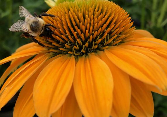 July-August Echinacea 2