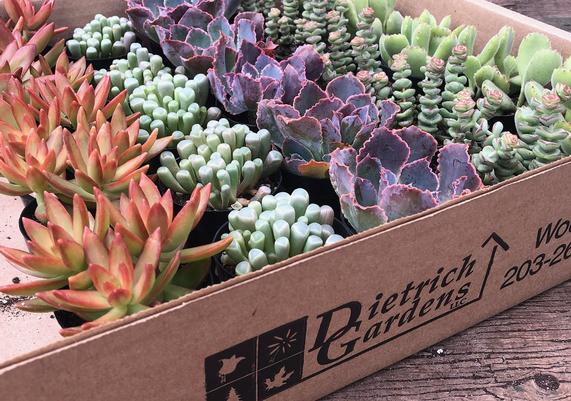July-August Succulents