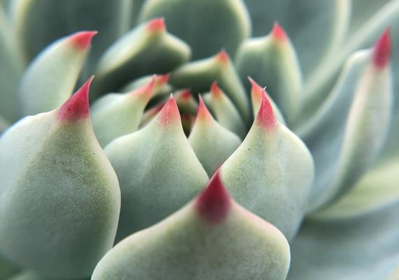 July-August Succulents 2