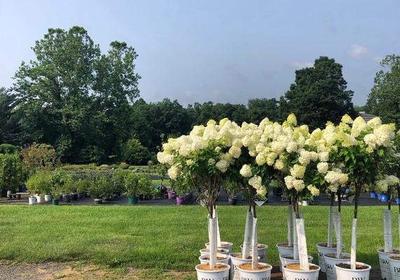 July-August Hydrangea