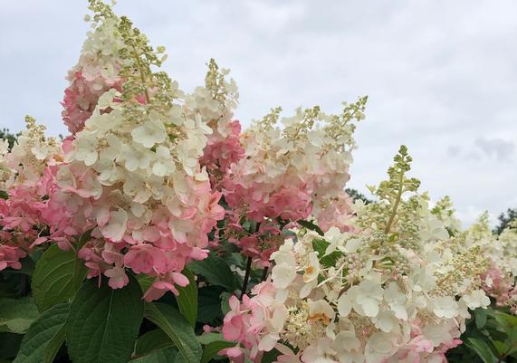 July-August Hydrangea 3