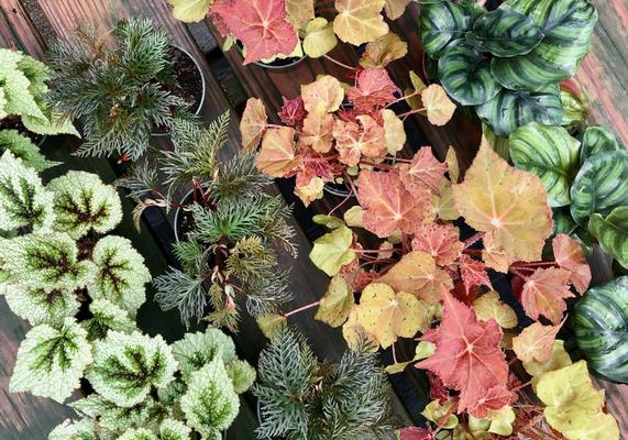 July-August Houseplants