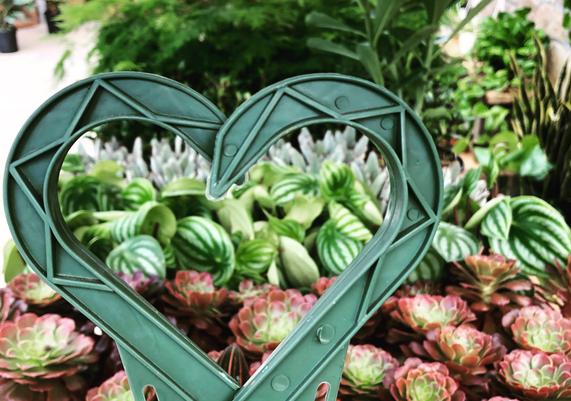 July-August Houseplants 2