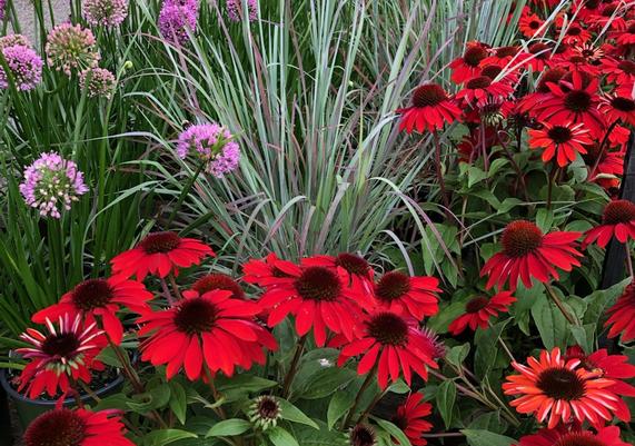 July-August Perennials