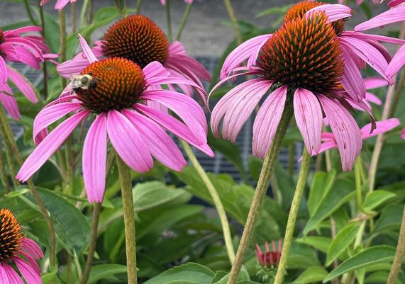 CAD Perennials