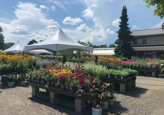 CAD Perennials