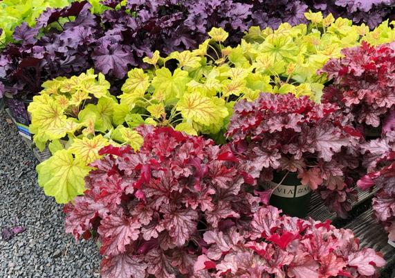 CAD Perennials 5