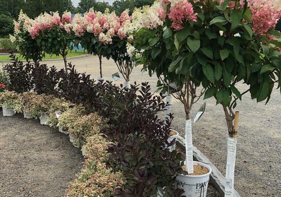 CAD Shrubs 2