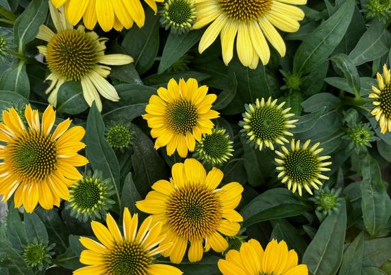 CAD Perennials 6