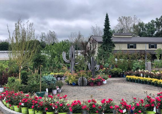 Shrub Lot