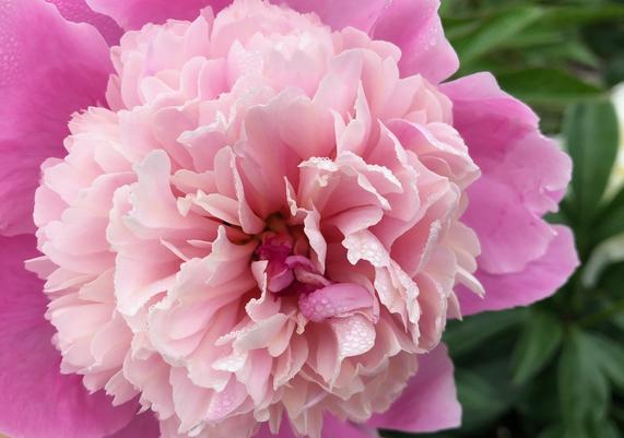 May-June Peony