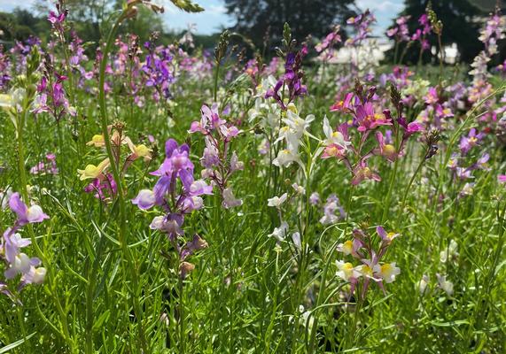 May-June Linaria