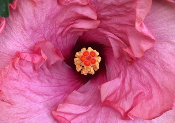 May-June Hibiscus