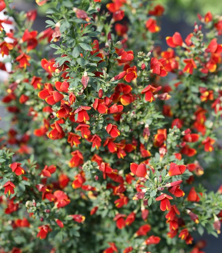 Cytisus scoparius Sister Redhead®