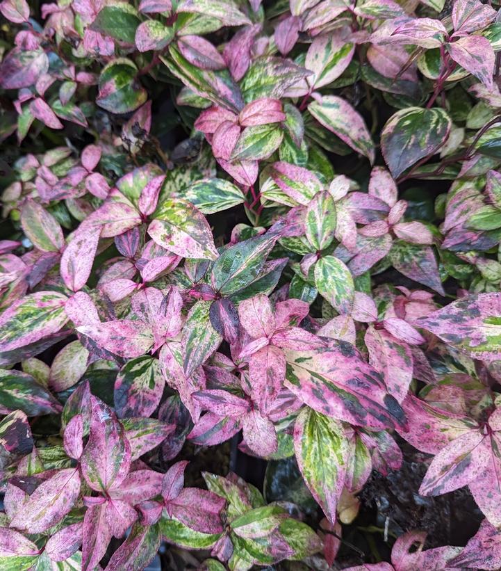 Leucothoe fontanesiana Paisley Pup™