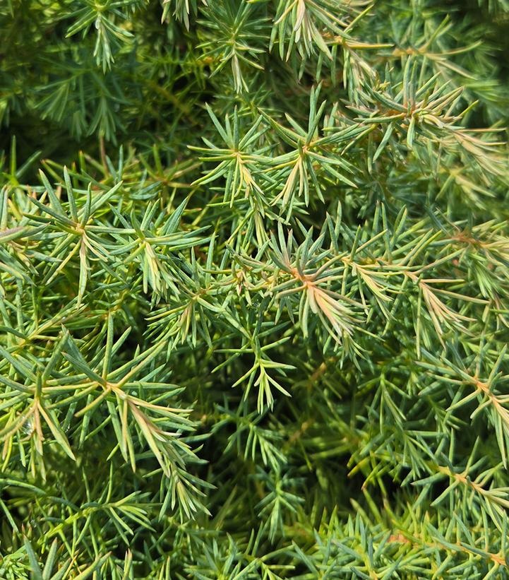 Cryptomeria japonica 'Mushroom'