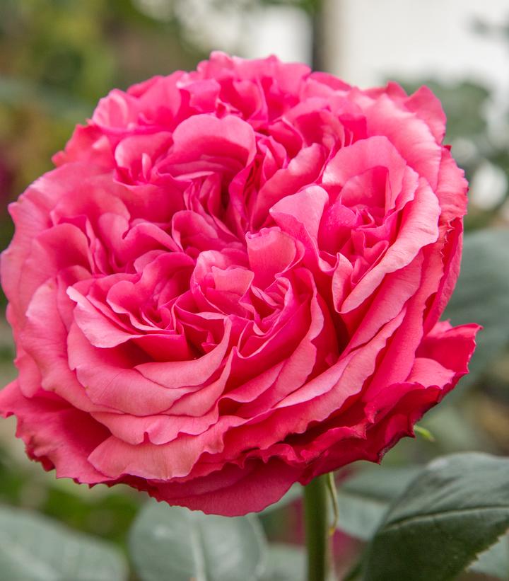 Rosa Loves Me, Loves Me Not™