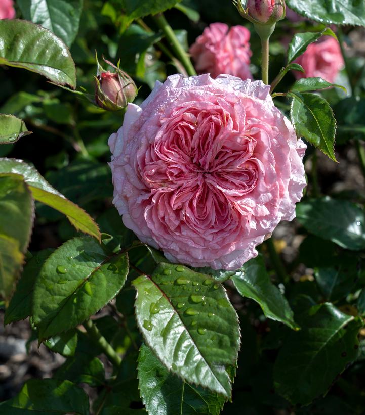 Rosa Romantica® Ball Gown™