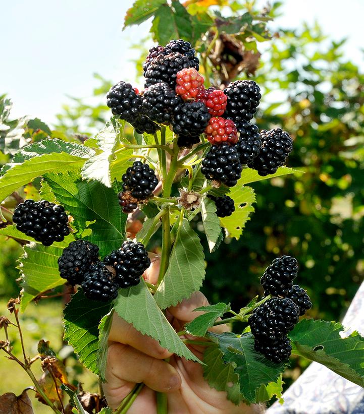 Rubus Sweet-Ark™ Ponca